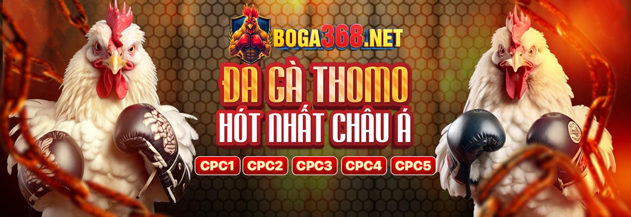 Người chơi đang phân tích chiến thuật cá cược đá gà trực tuyến trên điện thoại